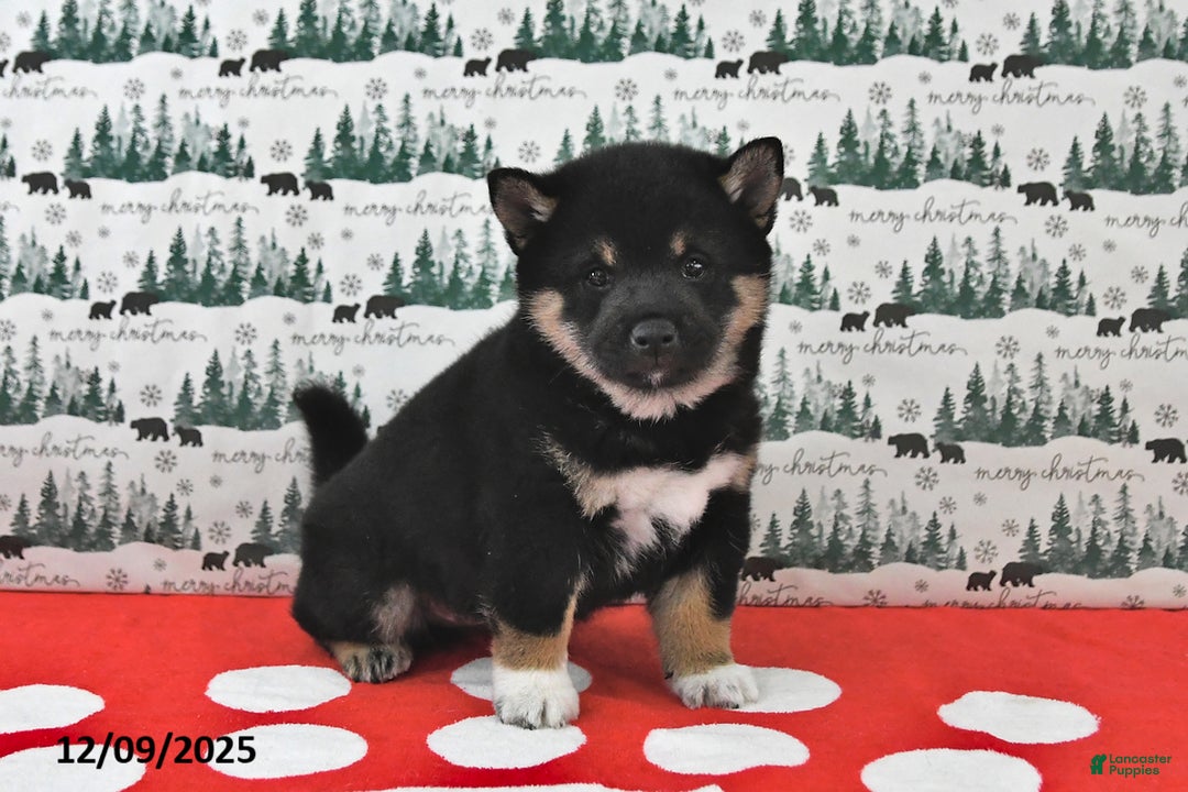 Shiba Inu dogs for sale: Remi - Ad 3