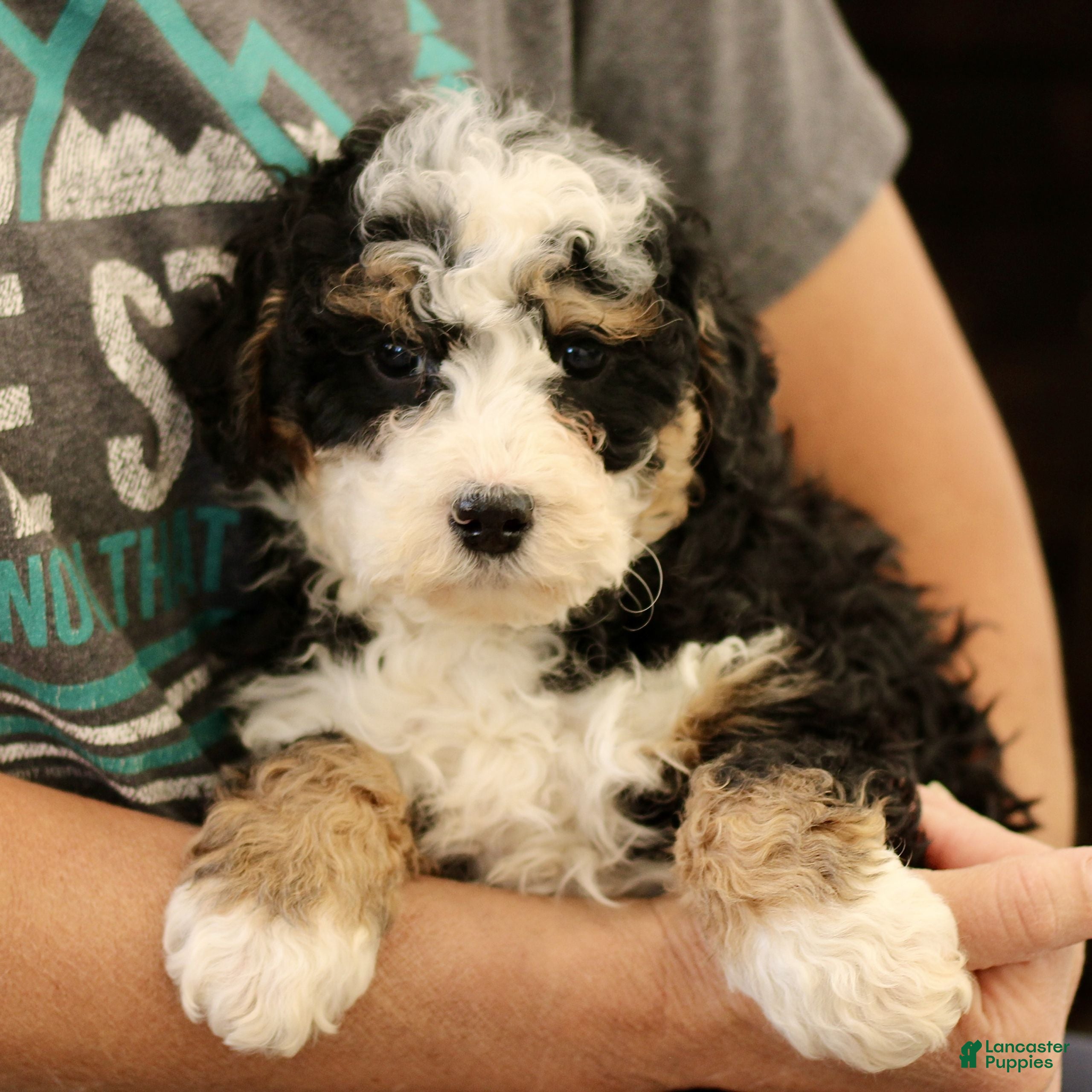 Mini Bernedoodle dogs Corina  - Ad 2