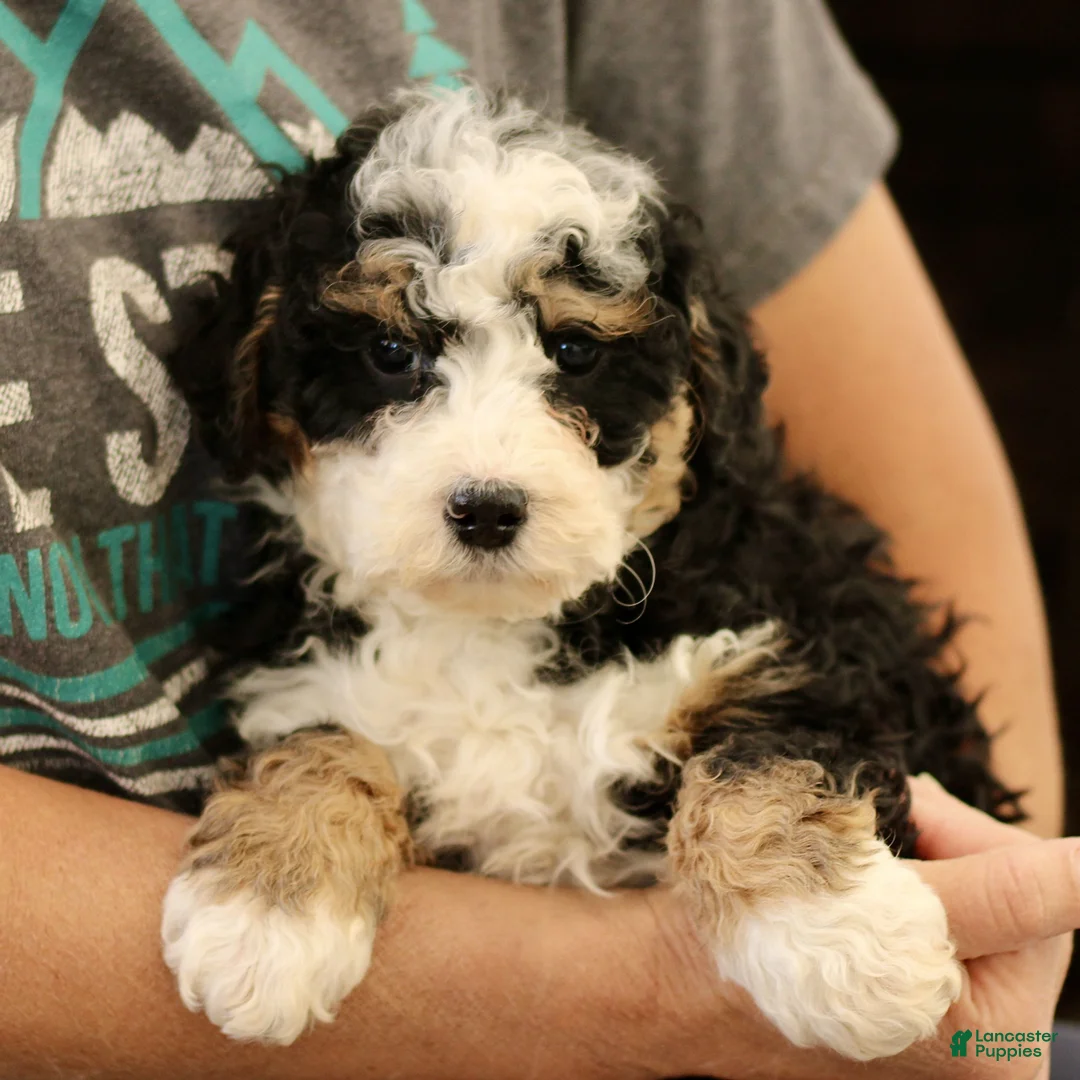 Mini Bernedoodle dogs for sale: Corina  - Ad 2