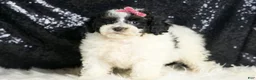 Toy Poodle dogs for sale: Puebla - Ad 4