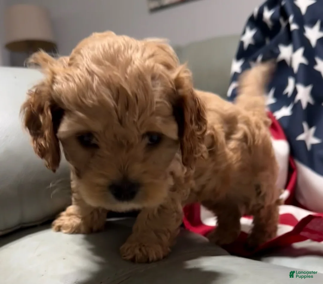 Cockapoo dogs for sale:  Lil Miss - Ad 2