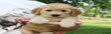 Fiona
