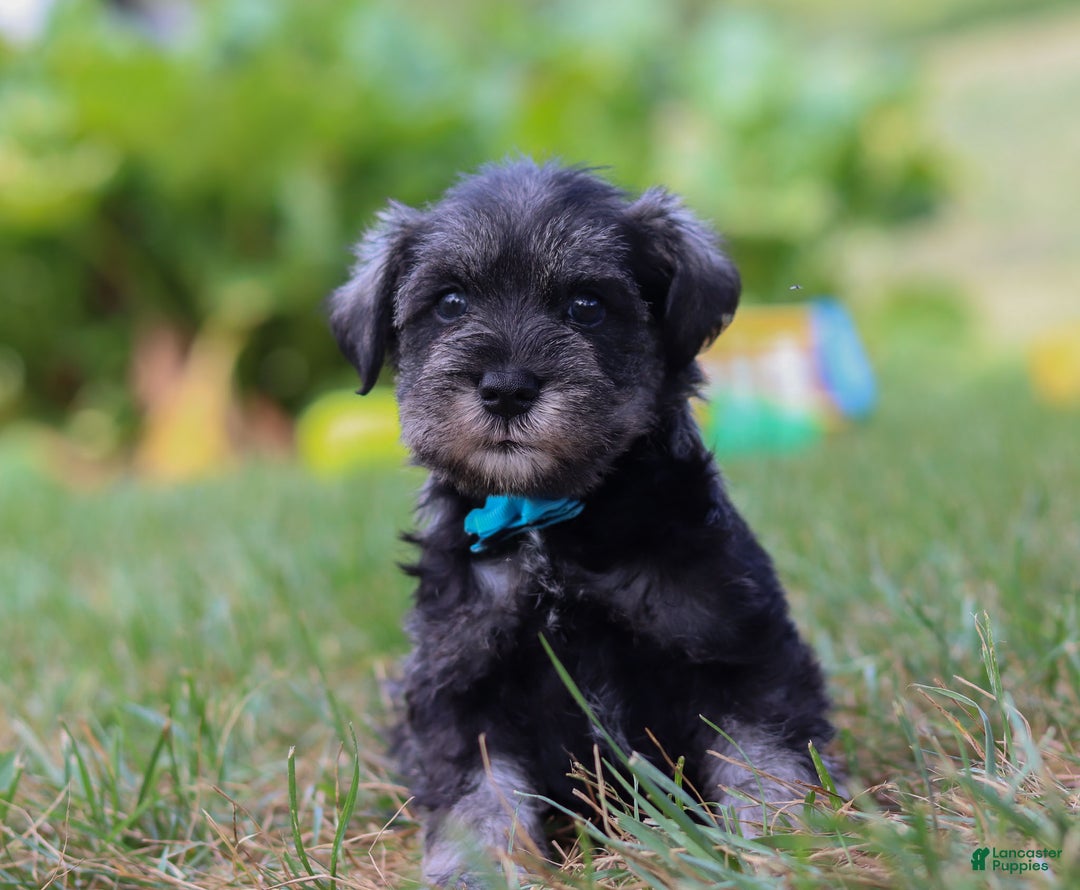 Miniature Schnauzer dogs for sale: Millie - Ad 25