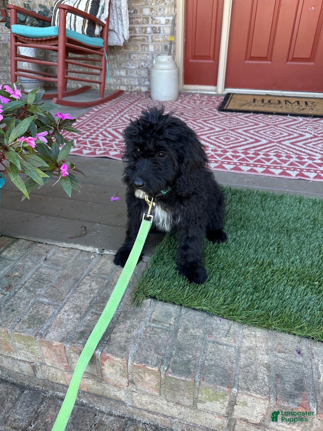 Mixed Breed dogs for sale: Georgia - Ad 3