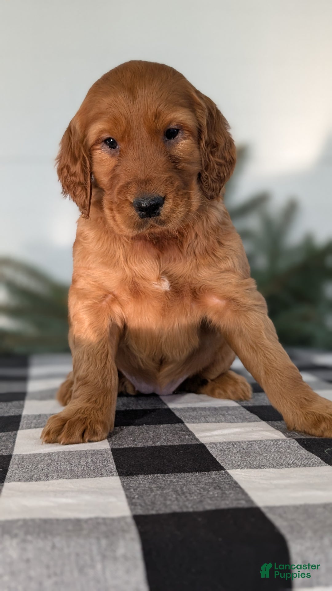 Irish Setter dogs for sale: Eden - Ad 6
