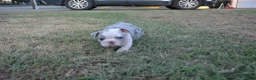 English Bulldog dogs for sale: Butterfly  - Ad 8