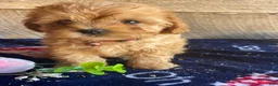 Cavapoochon dogs for sale: Carter - Ad 3