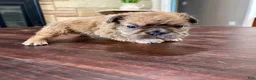 French Bulldog dogs for sale: Groot - Ad 3