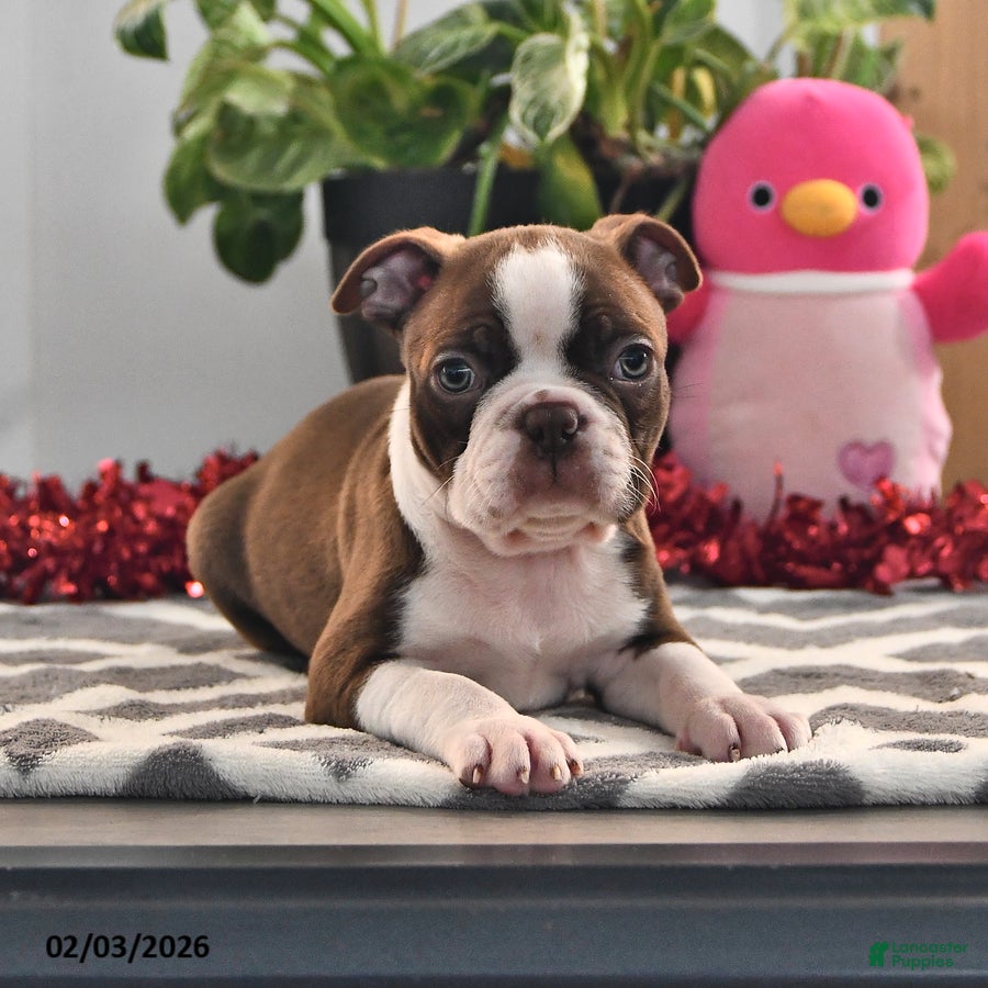 Boston Terrier dogs Jimmy - Ad 4