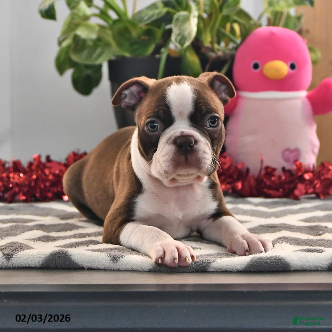 Boston Terrier dogs for sale: Jimmy - Ad 1