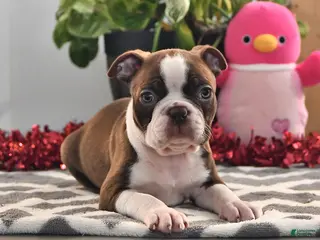 Boston Terrier dogs Jimmy - Ad 4