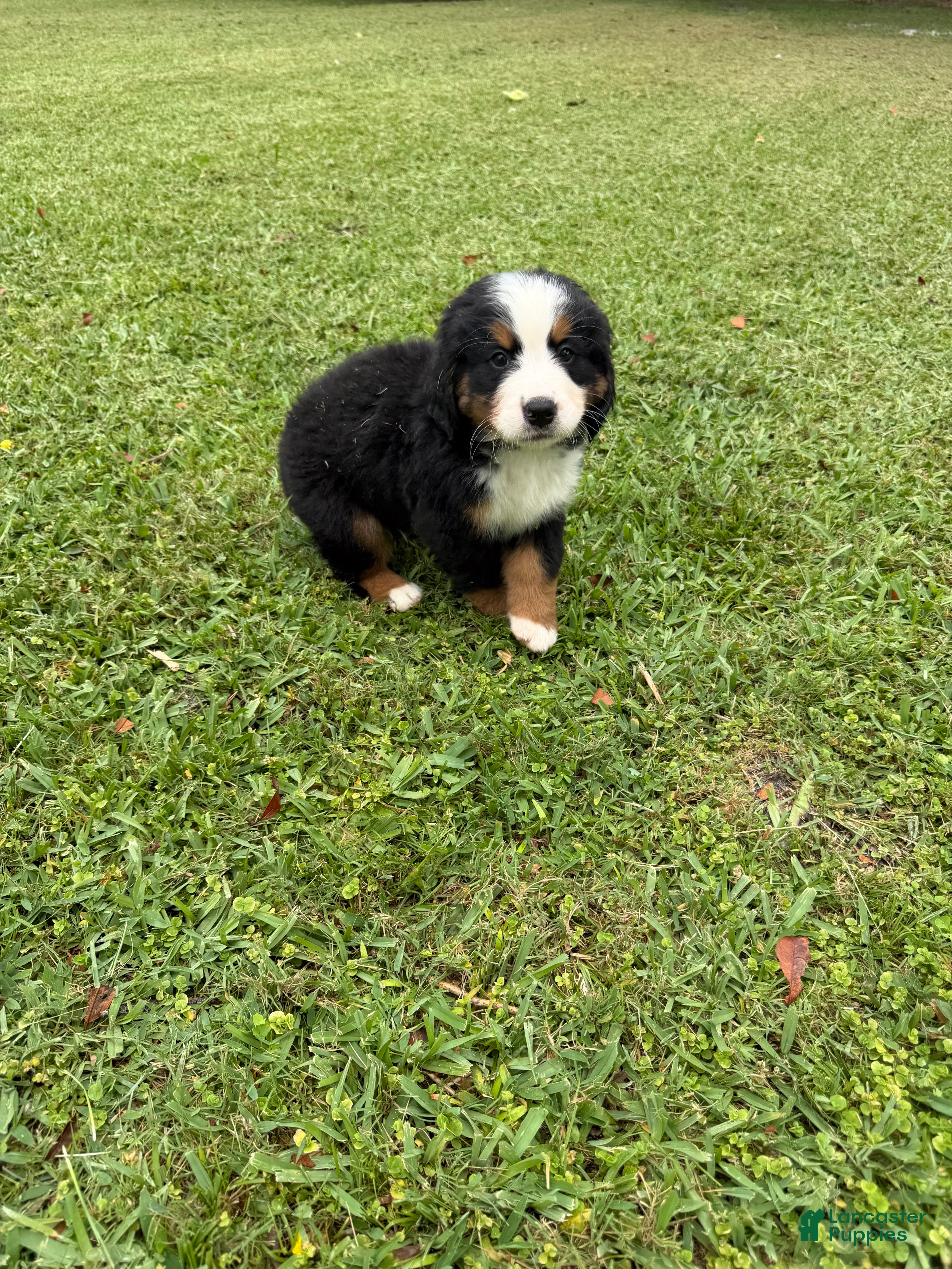 Bernese Mountain Dog dogs Bernese Mountain Dog 1 - Ad 2
