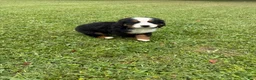 Bernese Mountain Dog dogs for sale: Bernese Mountain Dog 1 - Ad 2
