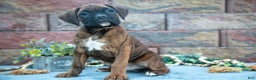 Boxer dogs for sale: Rodney - Ad 1