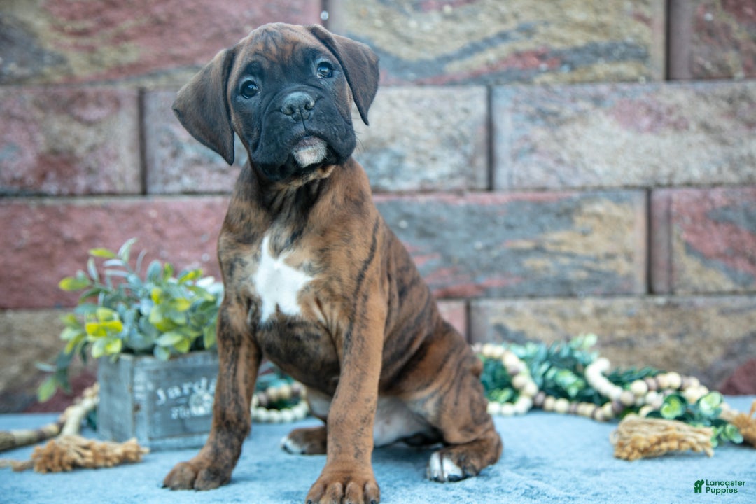 Boxer dogs for sale: Rodney - Ad 1