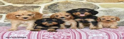 Cavapoo dogs for sale: Myla - Ad 5
