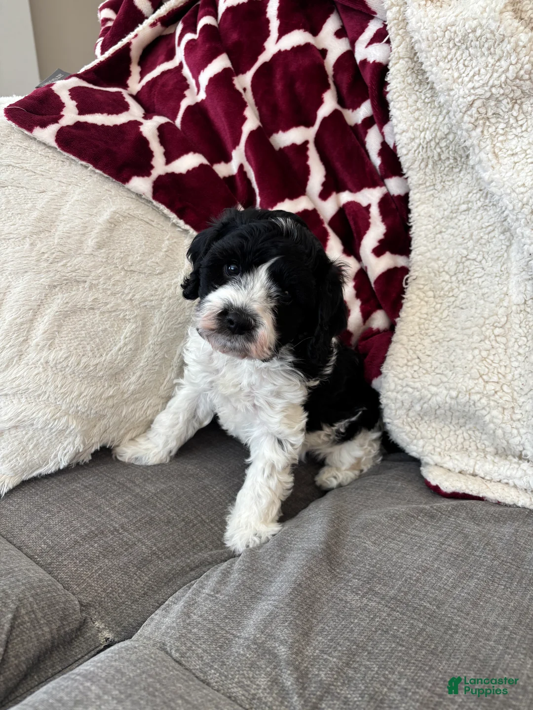 Cavapoo dogs for sale: Chase - Ad 3