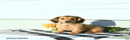 Miniature Dachshund dogs for sale: Clifford - Ad 5