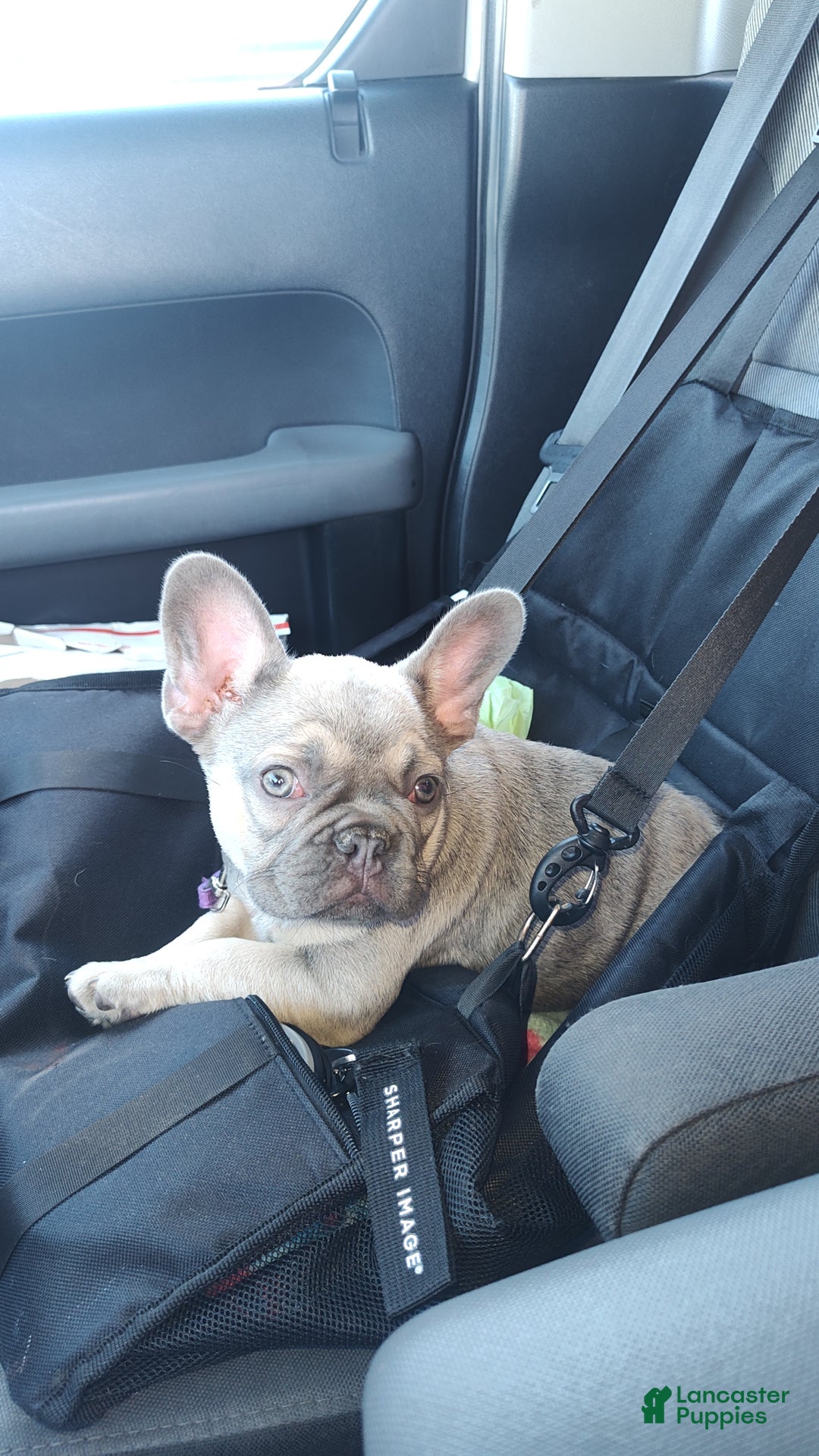 French Bulldog dogs for sale: French Bulldog Puppy 1 - Ad 4