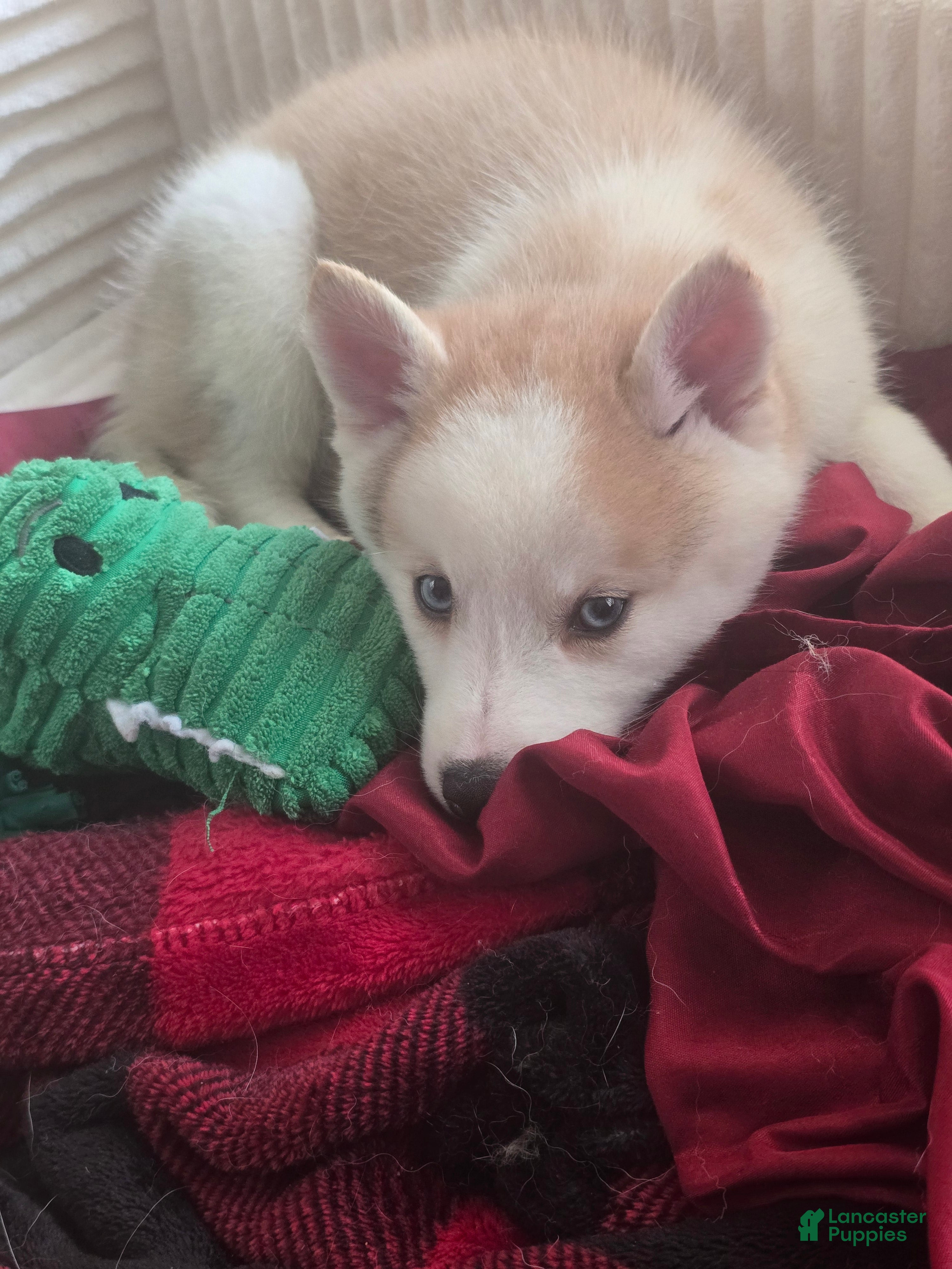 Pomsky dogs Vesper  - Ad 42