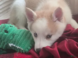 Pomsky dogs Vesper - Ad 42