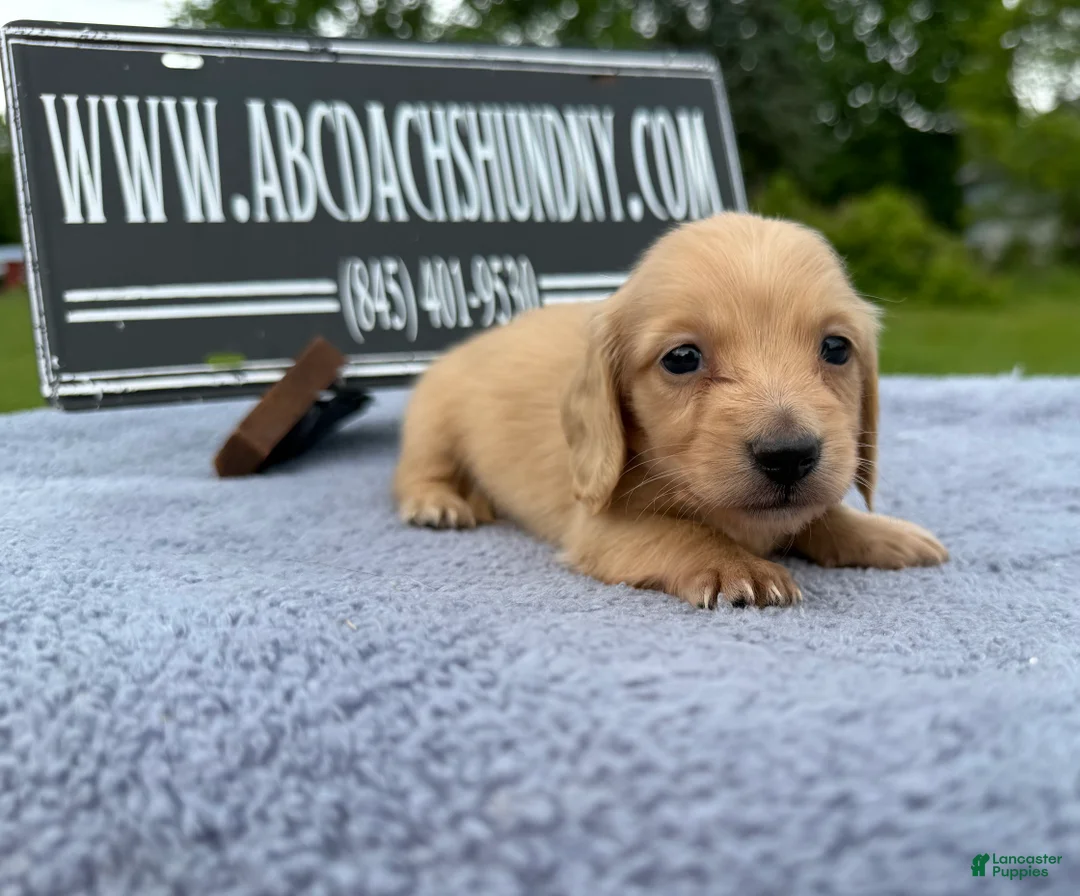 Miniature Dachshund dogs for sale: South African AKC Carrie’s Choc CR - Ad 2