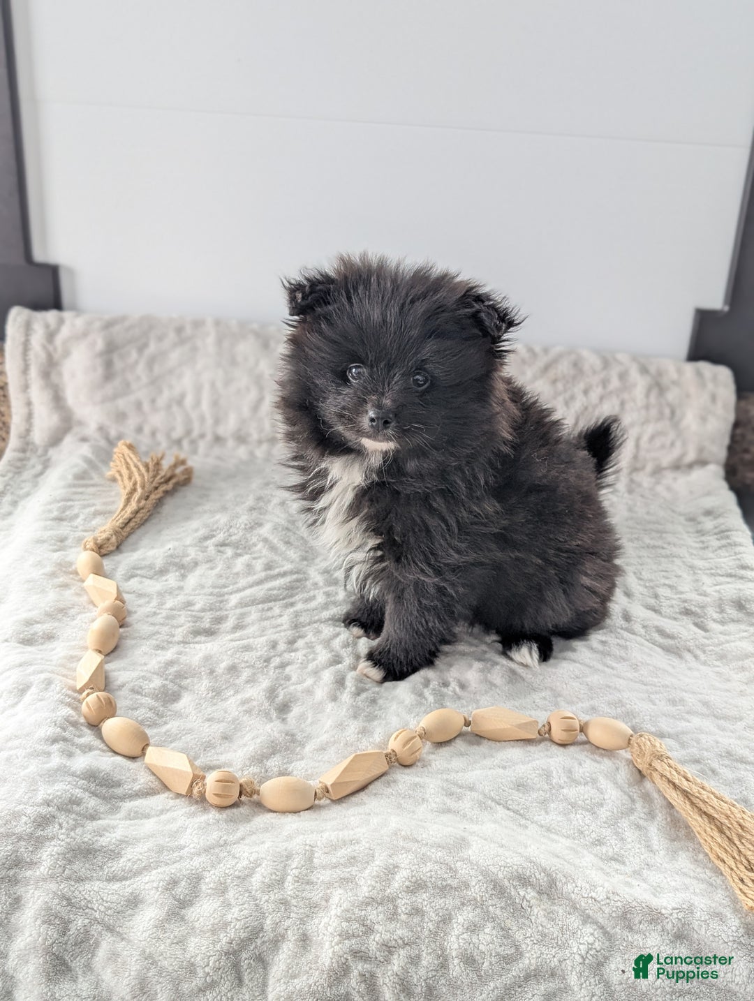 Pomeranian dogs for sale: Felix - Ad 2