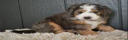 Mini Bernedoodle dogs for sale: Jett F1b - Ad 7