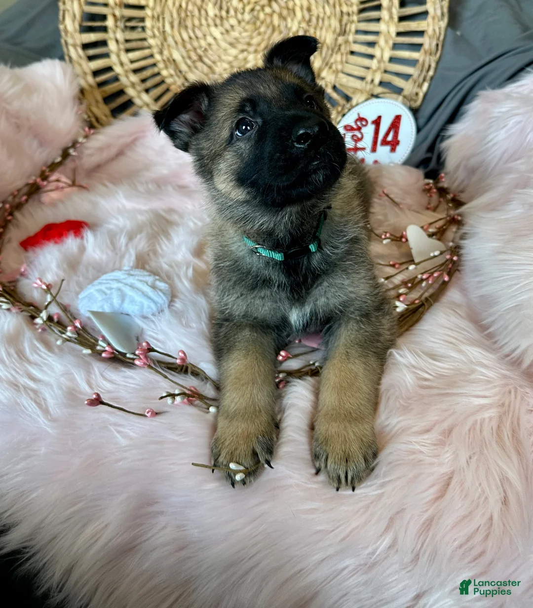 German Shepherd dogs for sale: Sage - Ad 4
