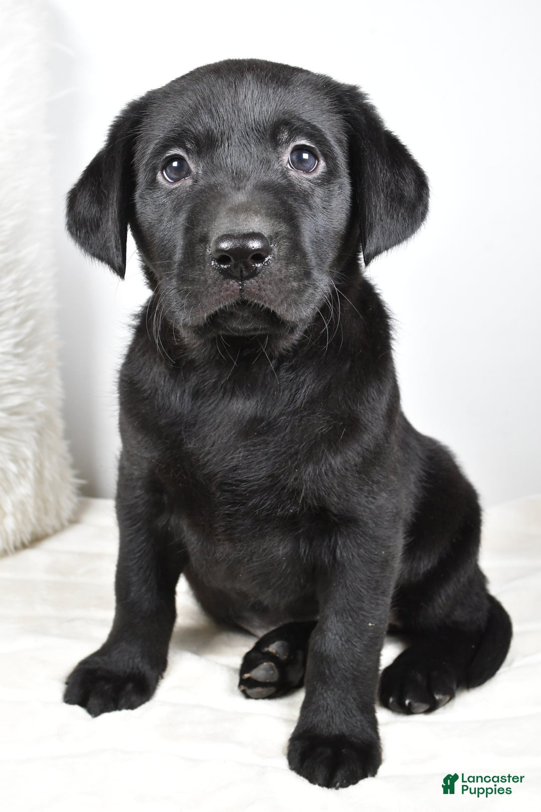 Labrador Retriever dogs for sale: Molly - Ad 2