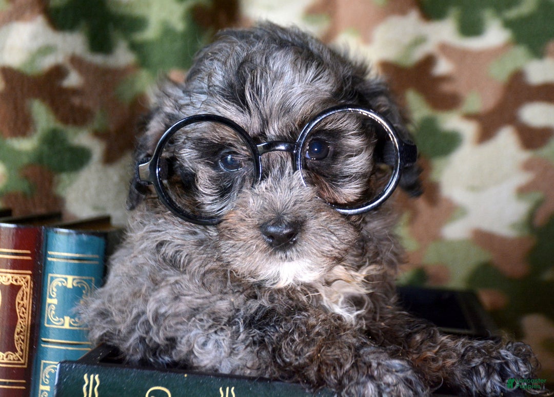 Mini Bernedoodle dogs for sale: Micro Bernedoodle Puppy 2 Baxter - Ad 1