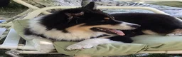 Australian Shepherd dogs for sale: Australian Shepherd 3 Freckles - Ad 7