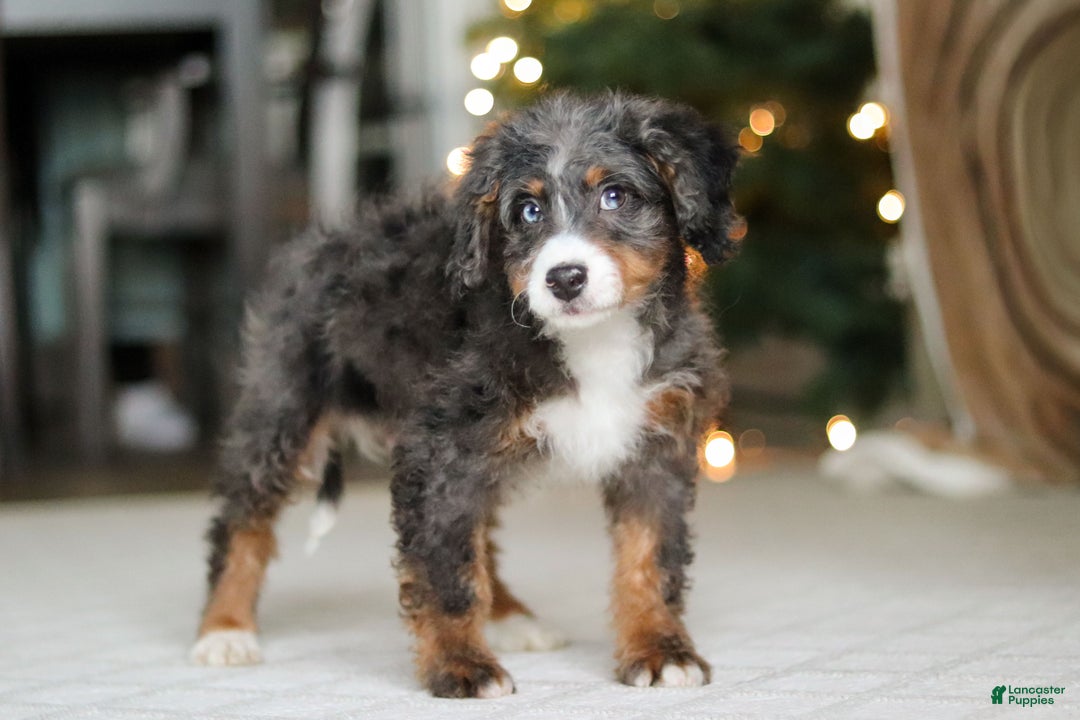 Mini Bernedoodle dogs for sale: Liam - Ad 1
