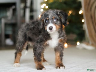 Mini Bernedoodle dogs Liam - Ad 34