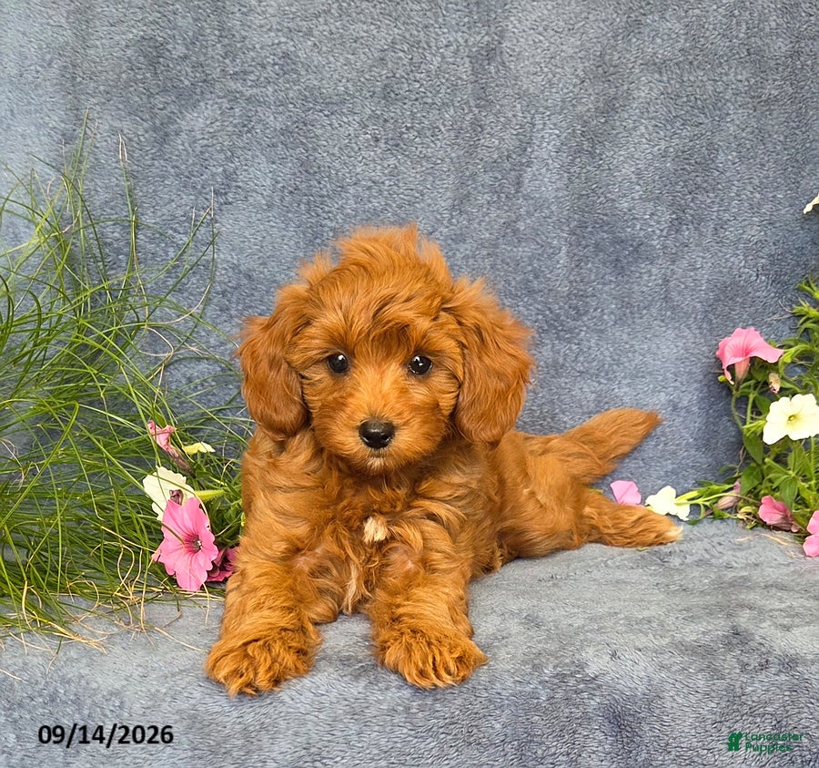 Cavapoo dogs Tucker - Ad 2