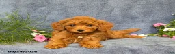 Cavapoo dogs for sale: Tucker - Ad 2