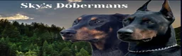 Doberman Pinscher dogs for sale: Doberman Pinscher 1 - Ad 3