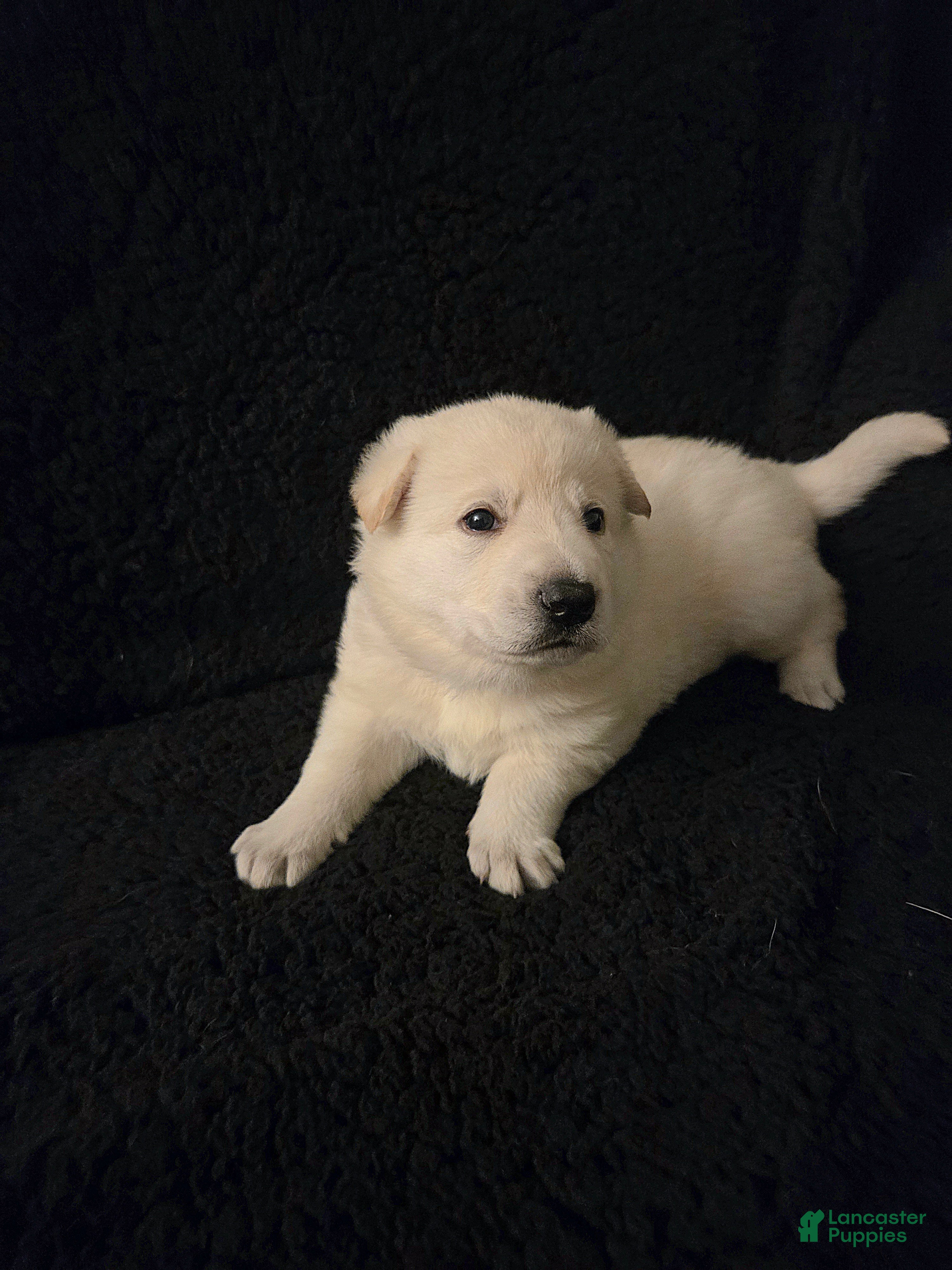 German Shepherd dogs Olaf - Ad 1