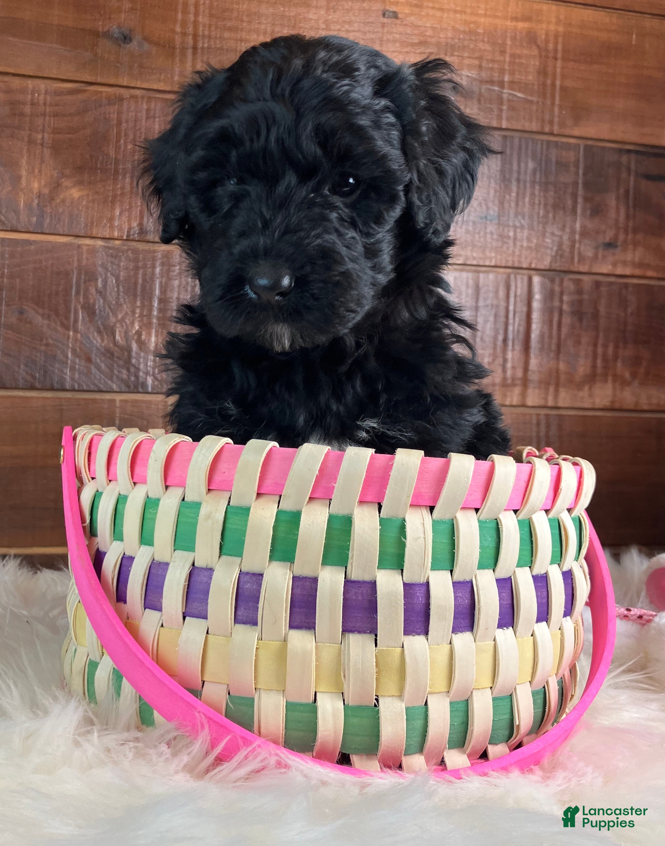 Bernedoodle dogs Cinder - Ad 1