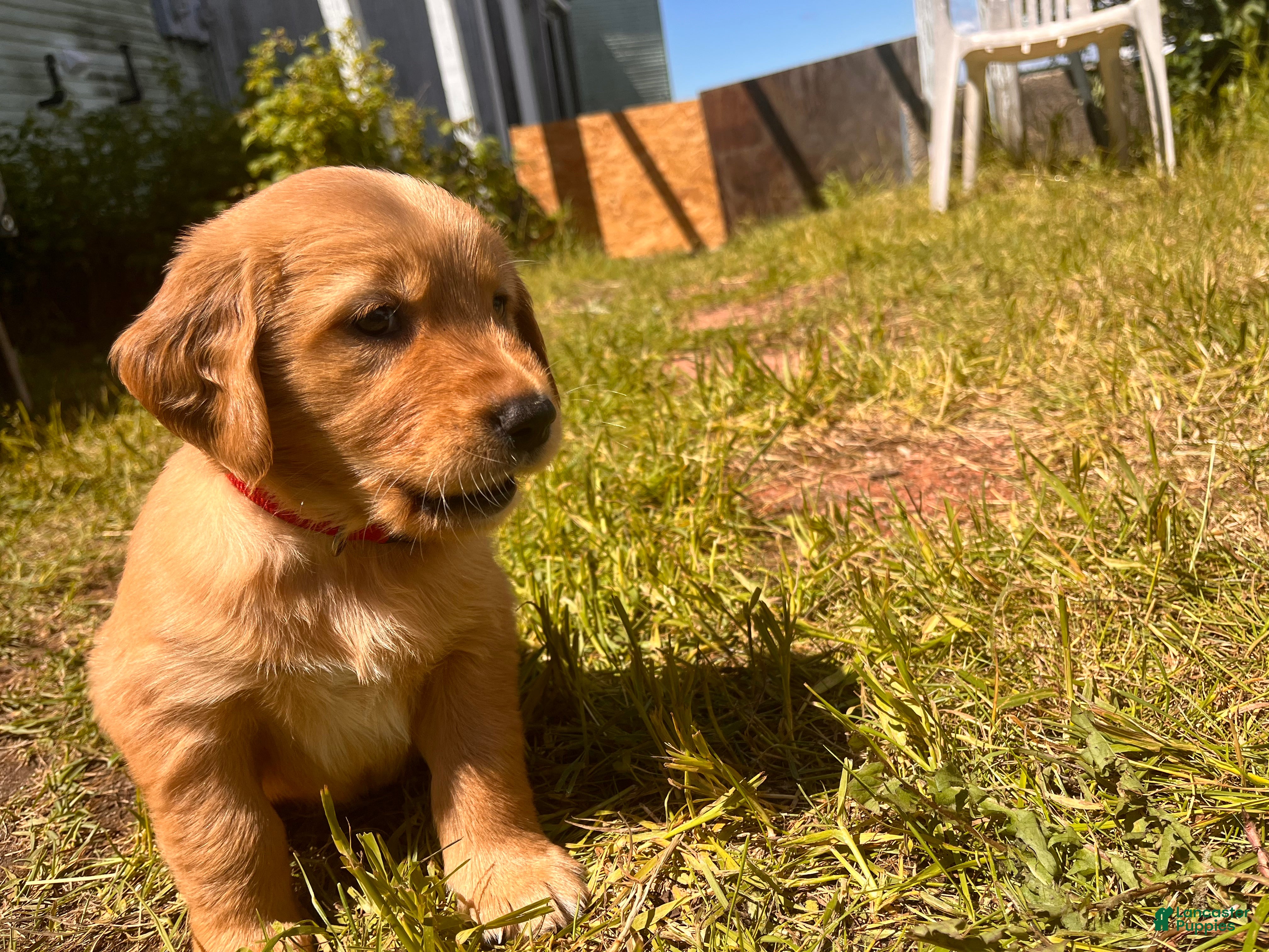 Golden Retriever dogs Golden Retriever 5 - Finn - Ad 2