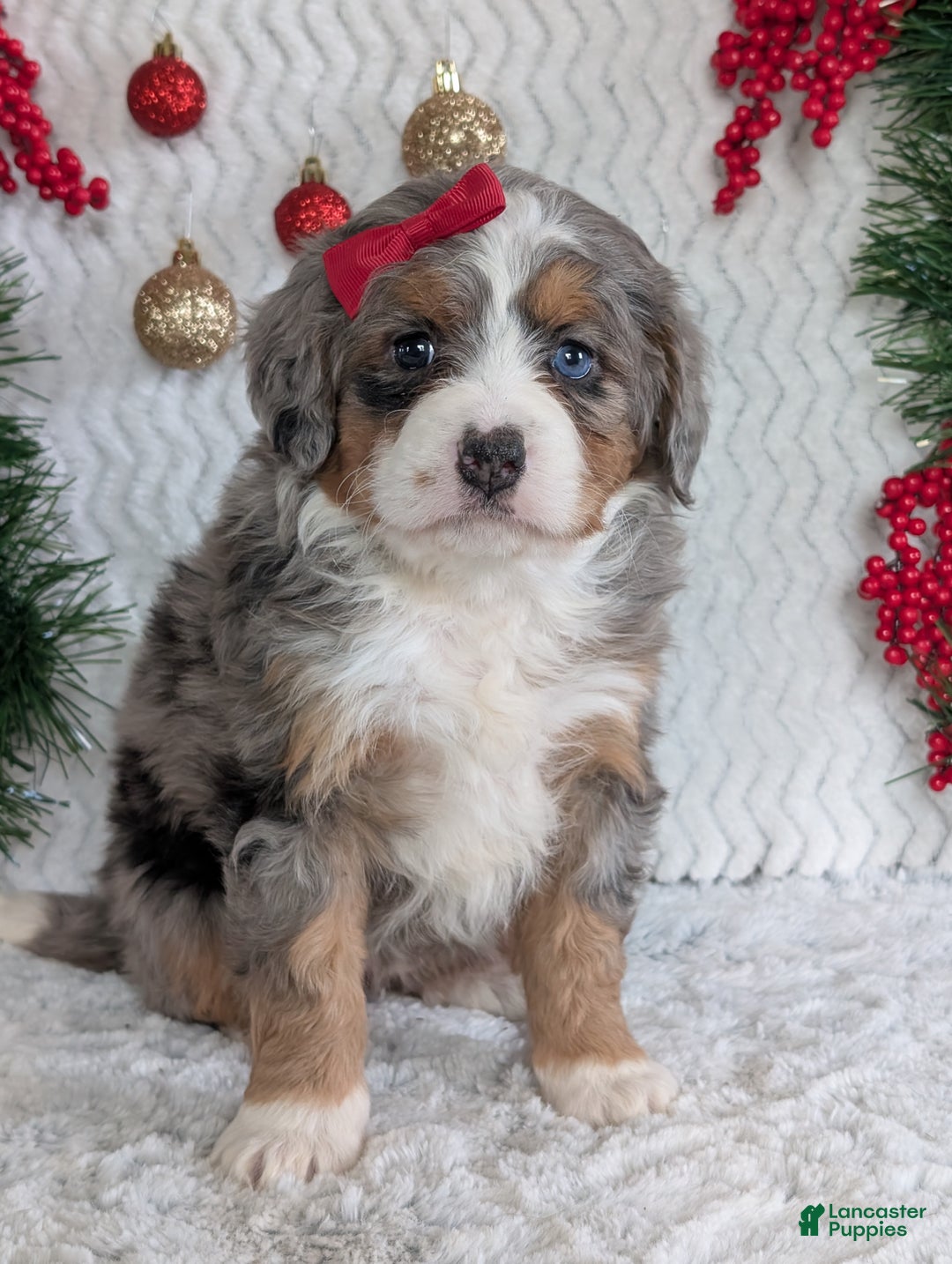 Mini Bernedoodle dogs for sale: Mini Daisy  - Ad 8