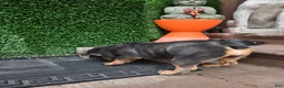 English Bulldog dogs for sale: English Bulldog 1 - Ad 15