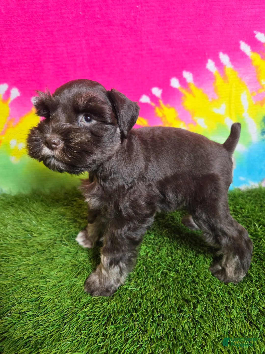 Miniature Schnauzer dogs for sale: Dory - Ad 2