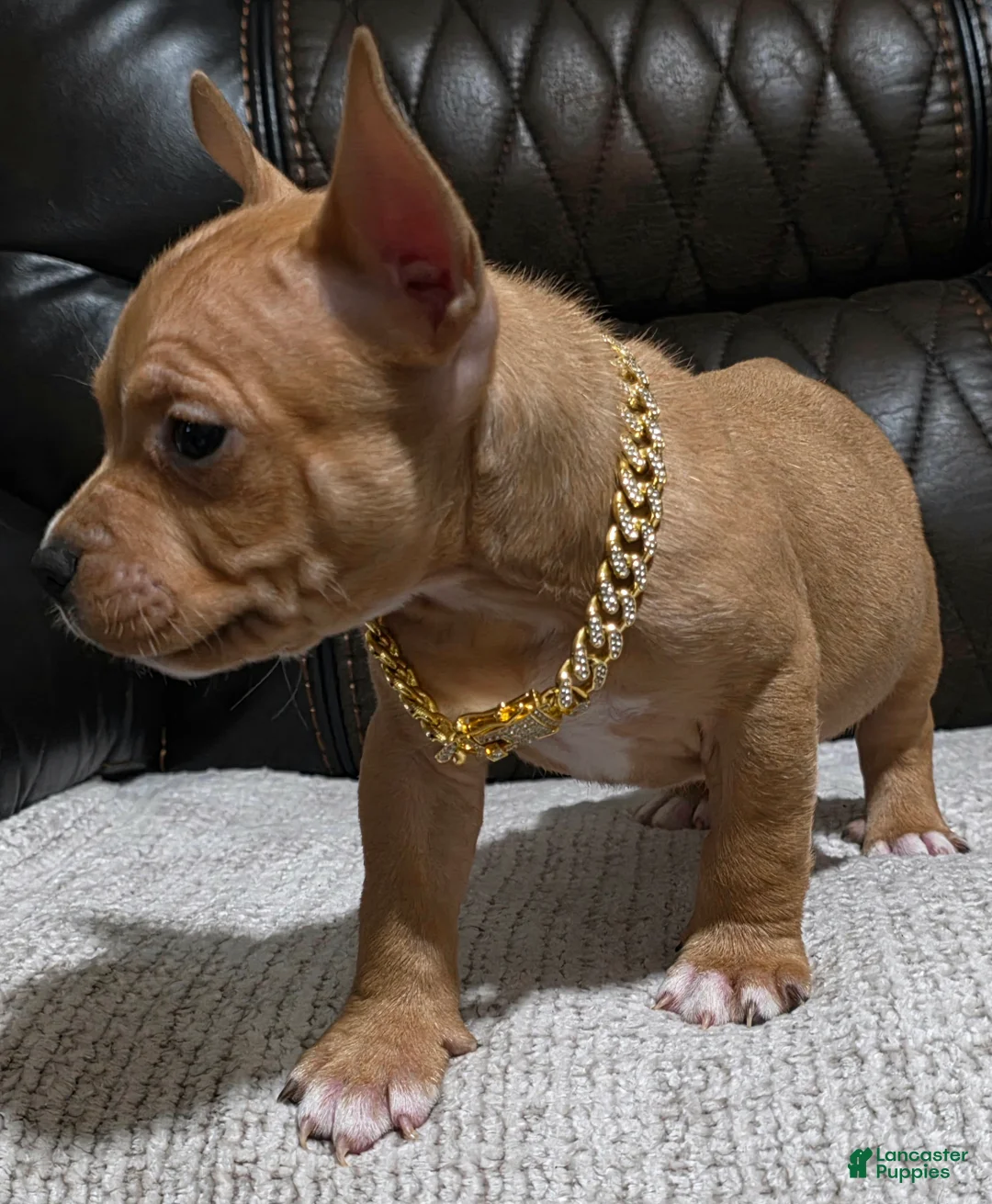 American Pit Bull Terrier dogs for sale: Pluto - Ad 3