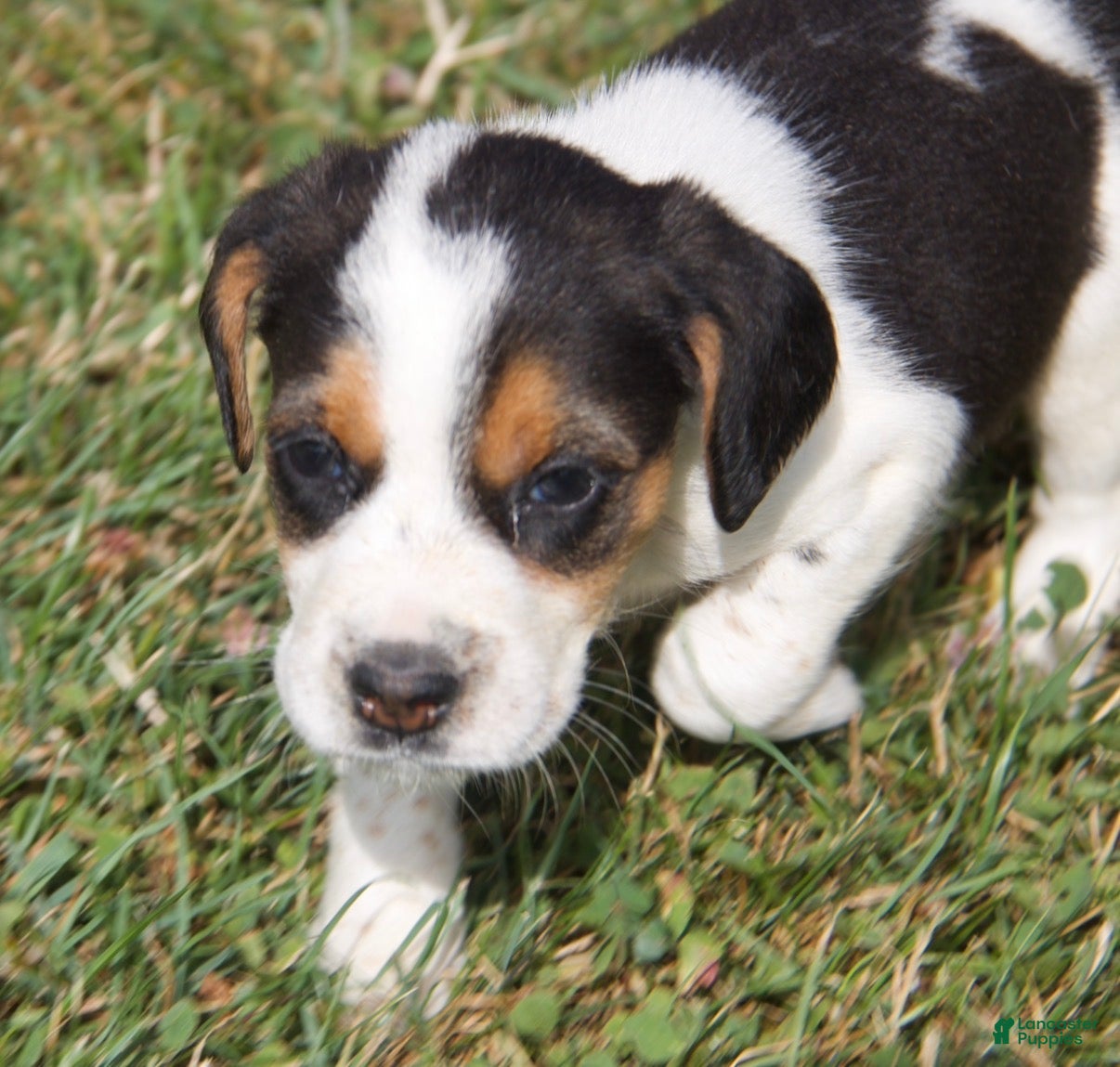 Mixed Breed dogs Mixed Breed 1 - Ad 2