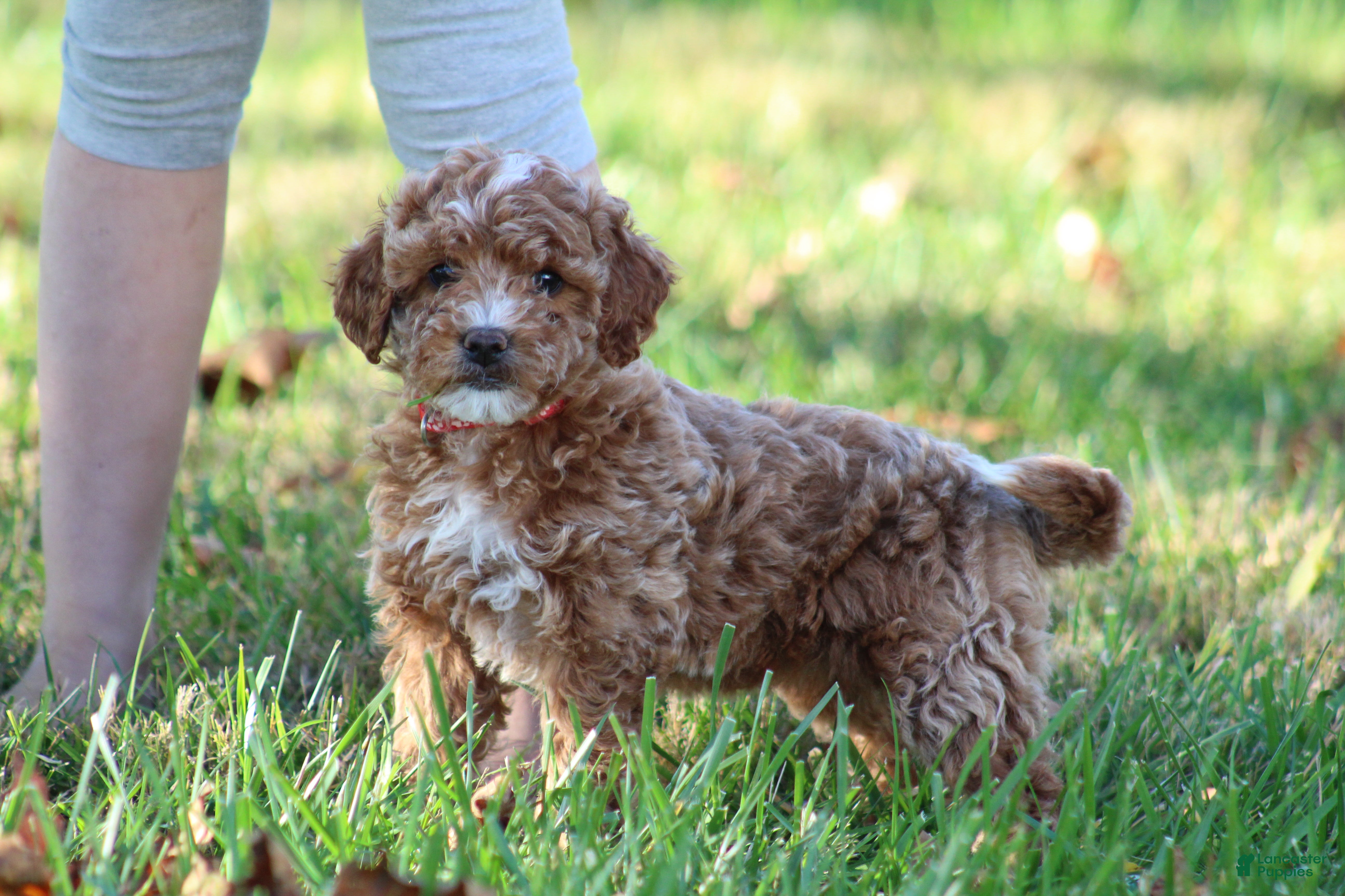 Bichpoo dogs for sale: Bailey - Ad 1