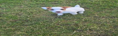 Jack Russell Terrier Puppy 1