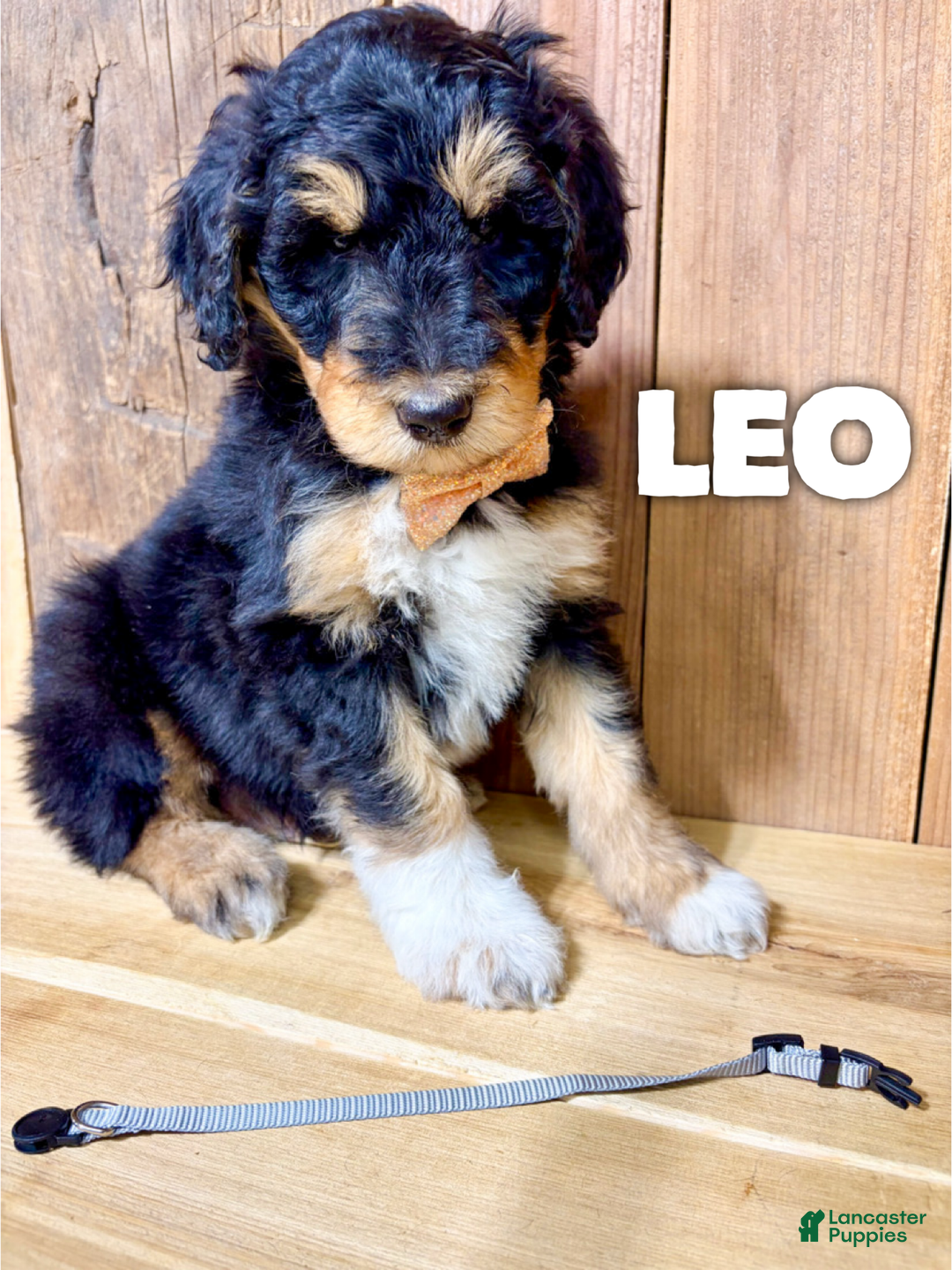 Mixed Breed dogs for sale: Leo - Ad 1