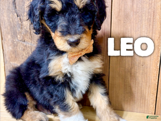 Mixed Breed dogs Leo - Ad 16