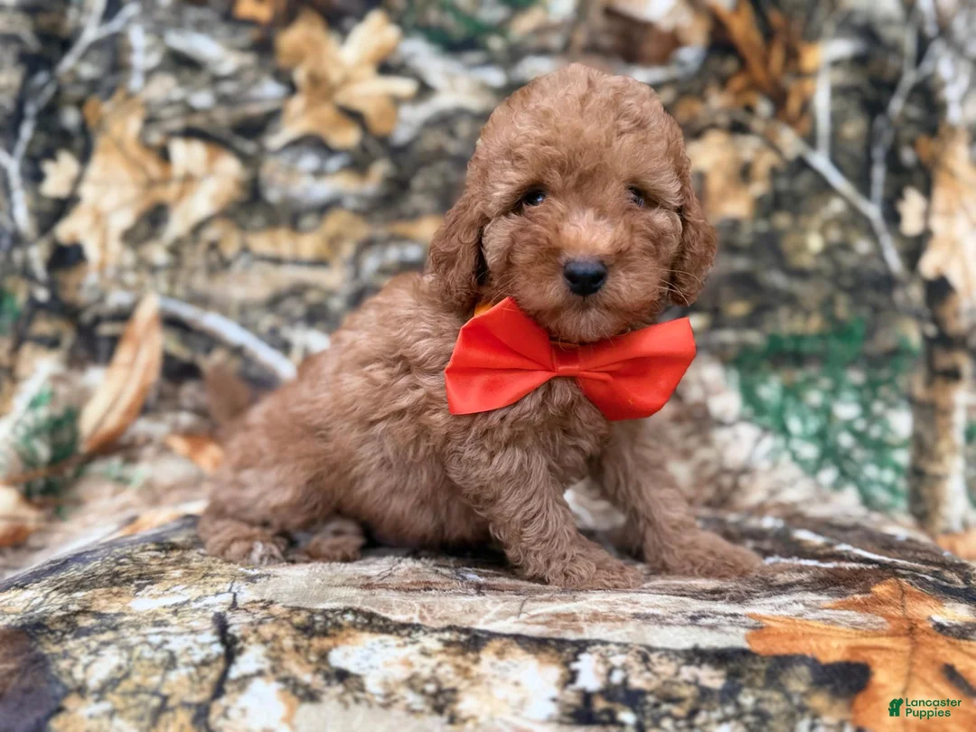 Cavapoo dogs for sale: Archie - Ad 2